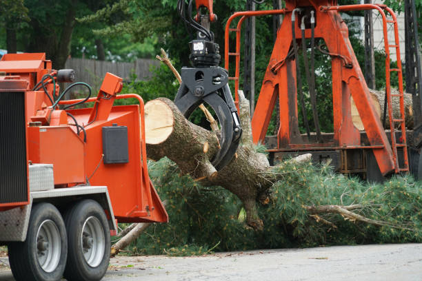 Seasonal Cleanup (Spring/Fall) in Sawyerwood, OH